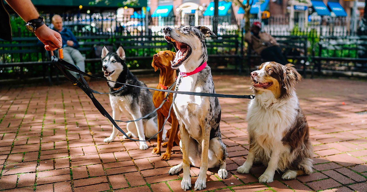 Pounce On This Niche Opportunity In Pet Banking